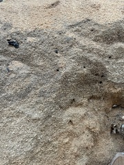 Chilalictus