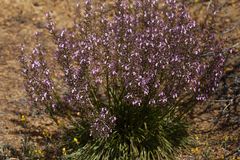Stylidium confluens