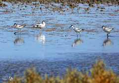 Recurvirostra avosetta