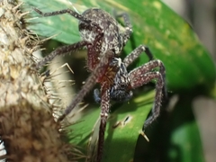 Heteropoda distincta