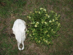 Asclepias mellodora