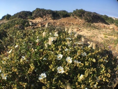 Cistus monspeliensis image