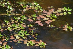 Ludwigia grandiflora