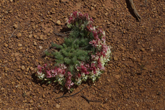 Lechenaultia macrantha