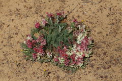 Lechenaultia macrantha