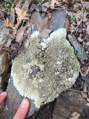 Xanthoparmelia conspersa