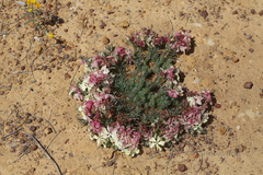Lechenaultia macrantha