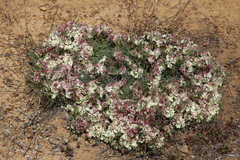 Lechenaultia macrantha