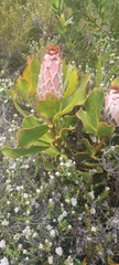 Protea speciosa