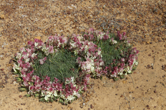 Lechenaultia macrantha