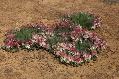Lechenaultia macrantha