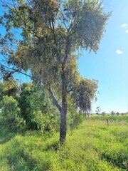 Dendrophthoe glabrescens