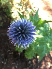 Echinops ritro