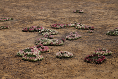 Lechenaultia macrantha