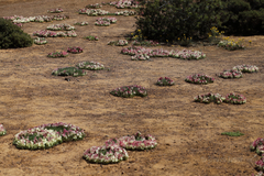 Lechenaultia macrantha