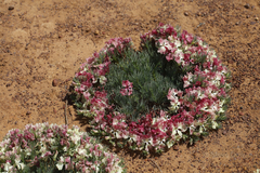 Lechenaultia macrantha