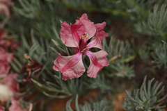 Lechenaultia macrantha