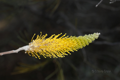 Grevillea eriostachya