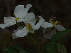 Rosa brunonii