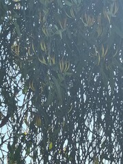 Dendrophthoe glabrescens