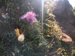 Galactites tomentosus