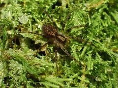 Toxopsoides erici