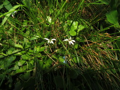 Lobelia hederacea