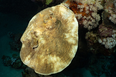 Podabacia sinai