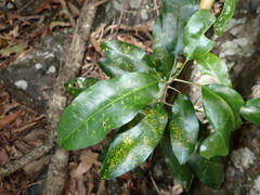 Sarcomelicope simplicifolia