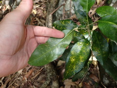 Sarcomelicope simplicifolia