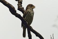 Amblyospiza albifrons