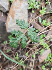 Thapsia villosa