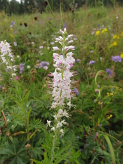 Veronica linariifolia