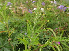 Veronica linariifolia