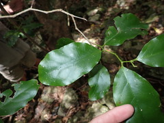 Pennantia cunninghamii