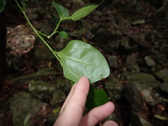 Pennantia cunninghamii