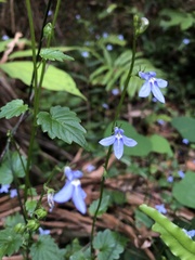 Lobelia trigonocaulis