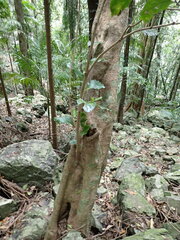 Pennantia cunninghamii