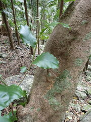 Pennantia cunninghamii