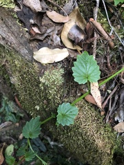 Lobelia trigonocaulis