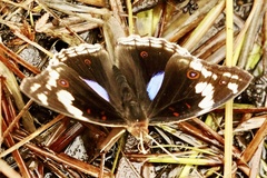 Junonia oenone oenone