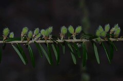 Aotus lanigera