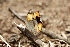 Junonia hierta cebrene