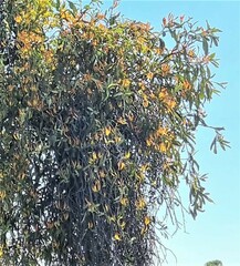 Dendrophthoe glabrescens