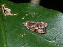 Podognatha vinculata