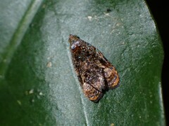 Podognatha vinculata