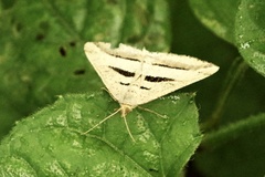 Chiasmia subcurvaria