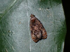 Podognatha vinculata