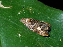 Podognatha vinculata