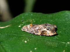 Podognatha vinculata